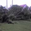 Toppled tree near Byron's place