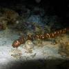 Tiger Tail Sea Cucumber (Cukes)