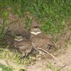 <a href="http://en.wikipedia.org/wiki/Burrowing_owl">Burrowing Owls</a> in the park behind the house