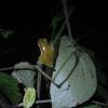 The <a href="http://www.arenaloasis.com/">Arenal Oasis</a> night tour was the best thing in town
