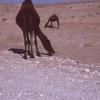 Closeup of camels